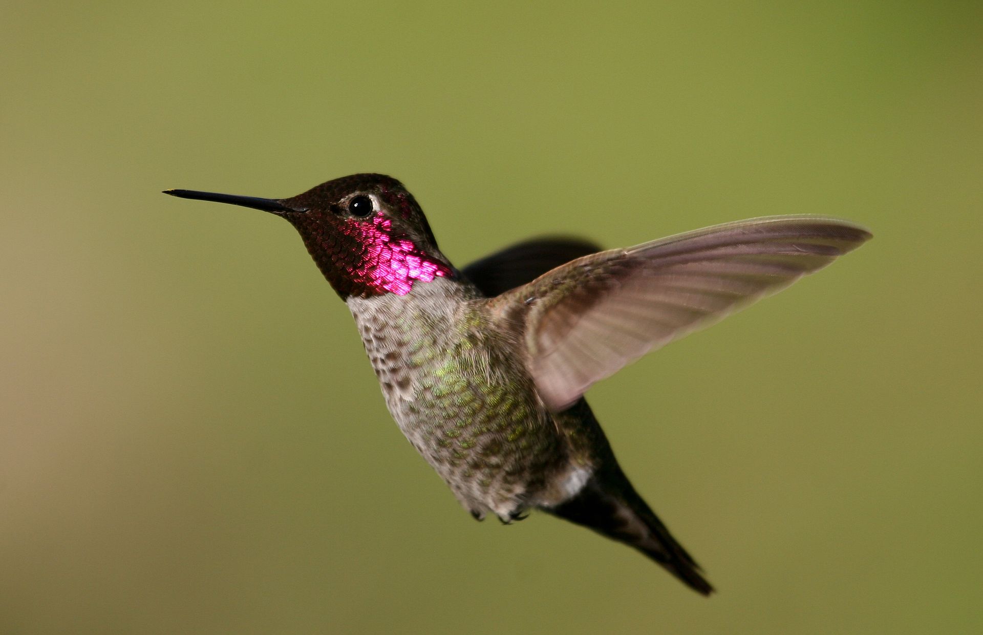 Robert McMorran, United States Fish and Wildlife Service
