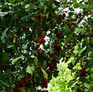 crabapple
