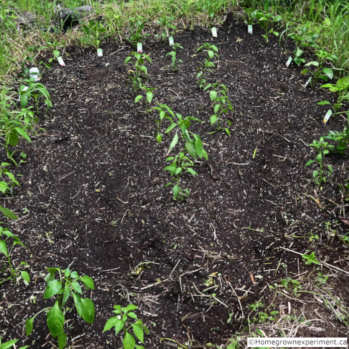 Peppers
